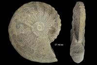 Ceratites dorsoplanus